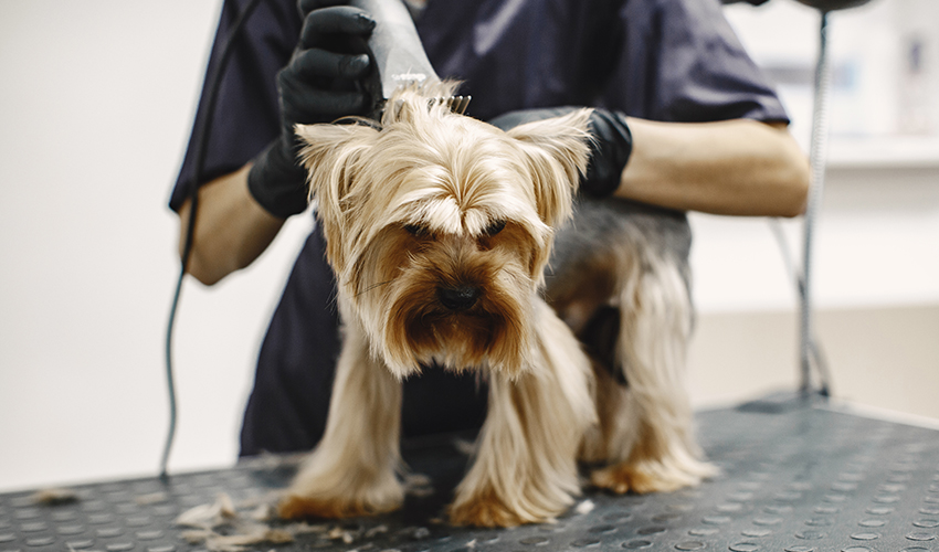 17 Best Dog & Cat Grooming in Launceston, TAS, Near You