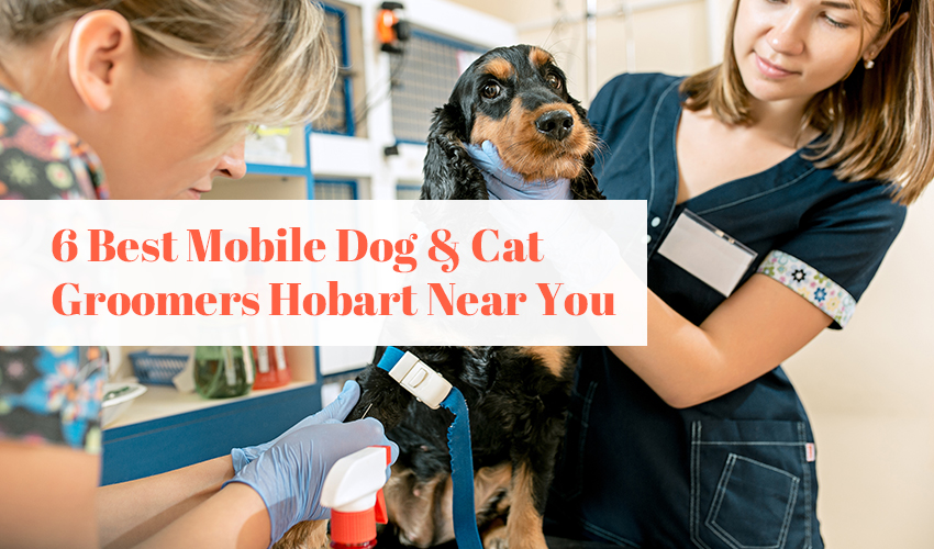 6 Best Mobile Dog & Cat Groomers Hobart Near You