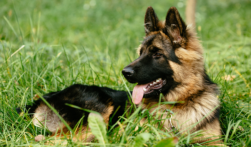 How to Pick a German Shepherd Puppy Out of a Litter