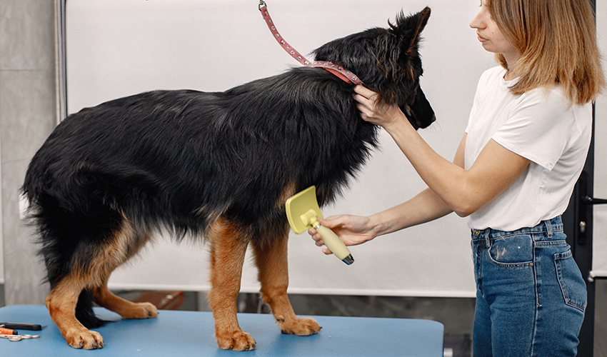 Long Haired German Shepherd Health Problems