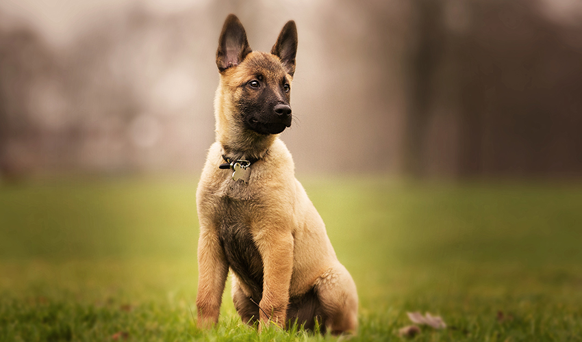 What Age Does a German Shepherd Stop Growing