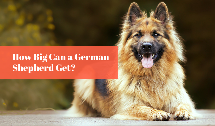 How Big Can a German Shepherd Get