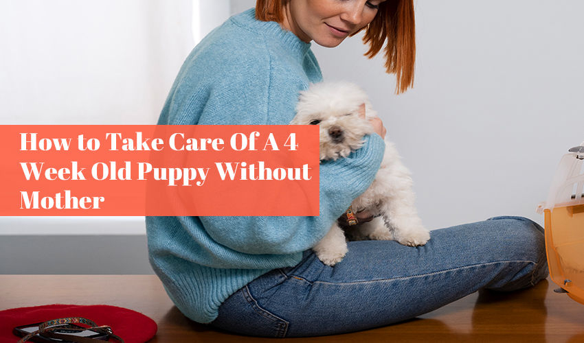 How to Take Care Of A 4 Week Old Puppy Without Mother