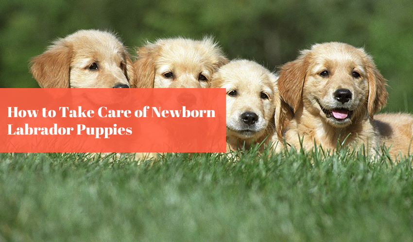 How to Take Care of Newborn Labrador Puppies