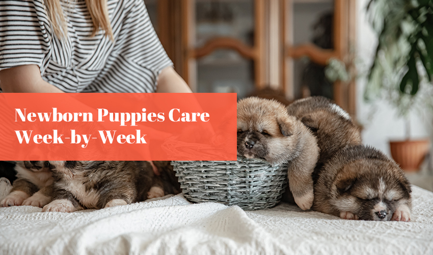 Newborn Puppies Care Week-by-Week