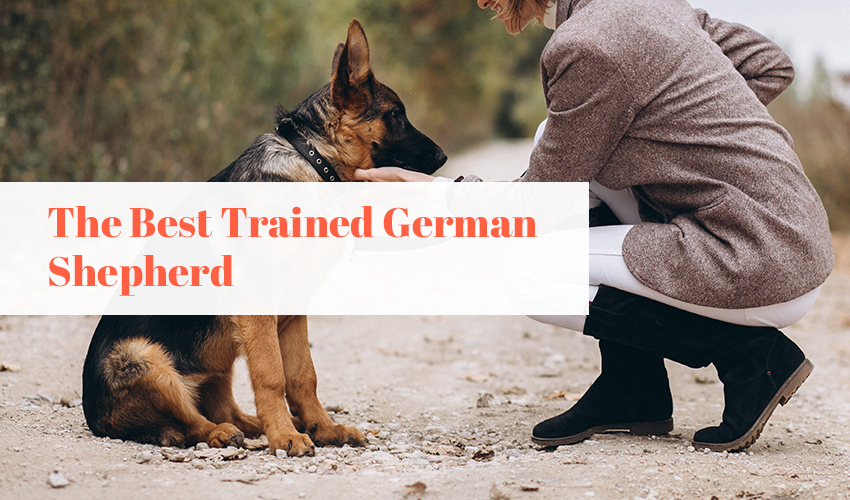 The Best Trained German Shepherd