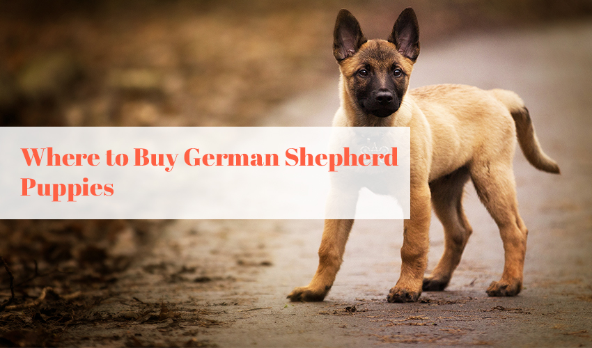 Where to Buy German Shepherd Puppies