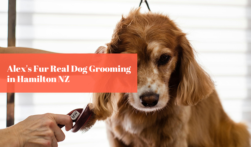 Alex's Fur Real Dog Grooming in Hamilton NZ