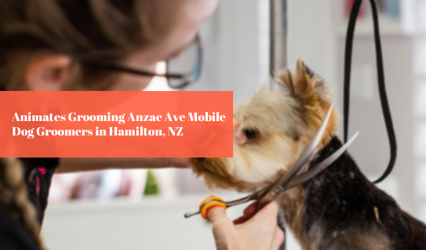 Animates Grooming Anzac Ave Mobile Dog Groomers in Hamilton NZ