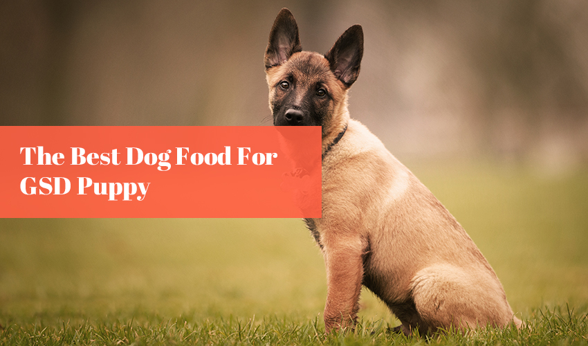 The Best Dog Food For GSD Puppy