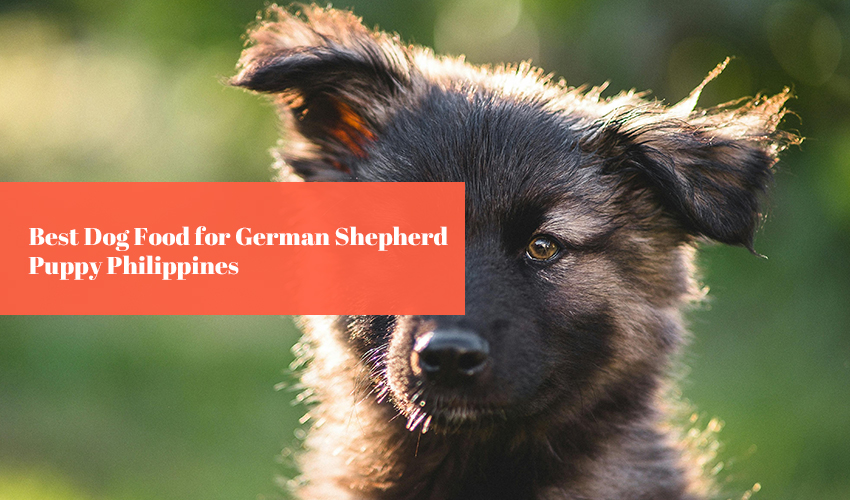 Best Dog Food for German Shepherd Puppy Philippines