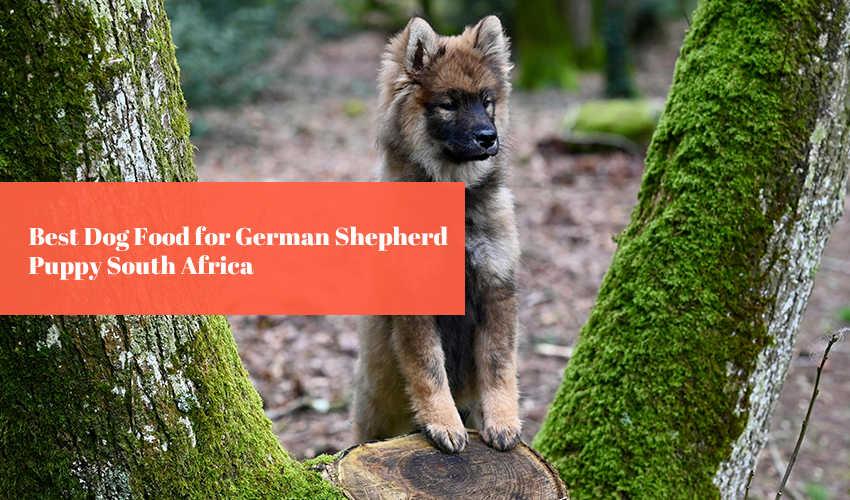 Best Dog Food for German Shepherd Puppy South Africa