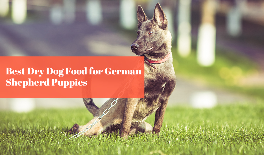 Best Dry Dog Food for German Shepherd Puppies