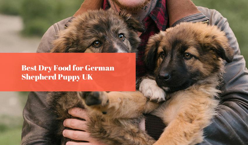 Best Dry Food for German Shepherd Puppy UK