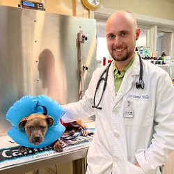 Doctor David Miller Veterinarian