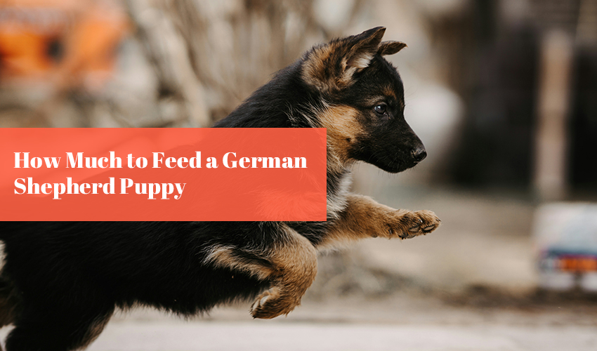 How Much to Feed a German Shepherd Puppy