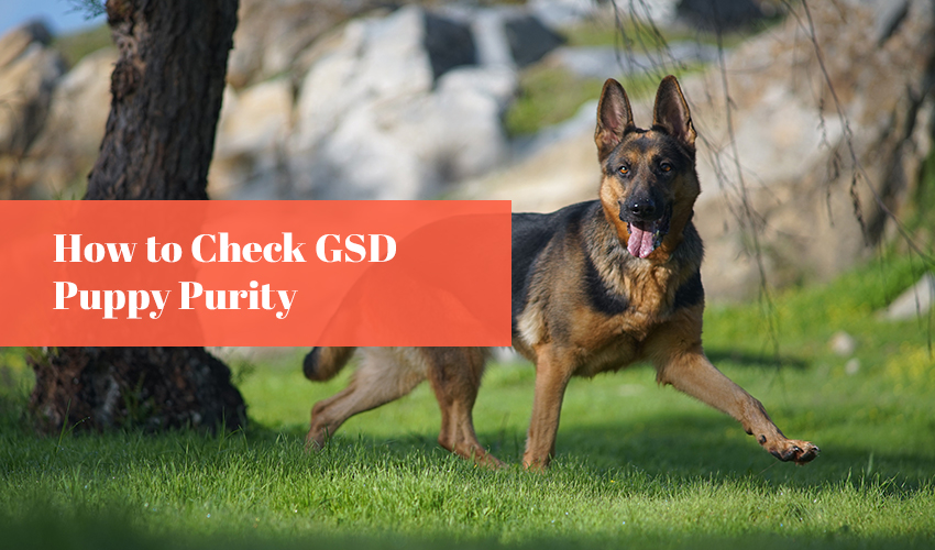 How to Check GSD Puppy Purity