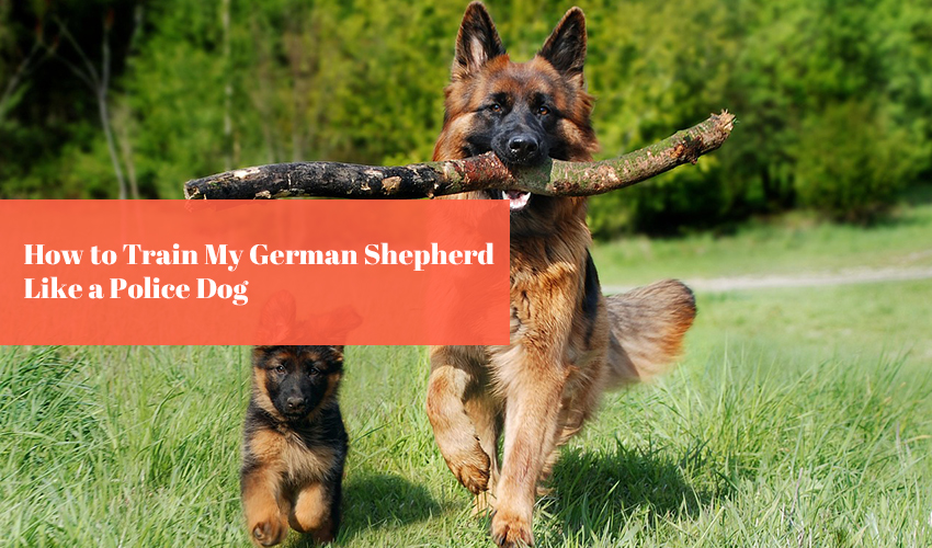 How to Train My German Shepherd Like a Police Dog