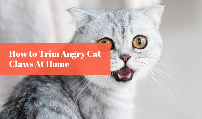 How to Trim Angry Cat Claws At Home