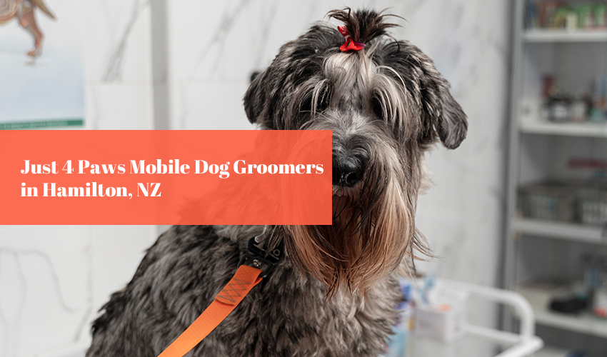 Just 4 Paws Mobile Dog Groomers in Hamilton