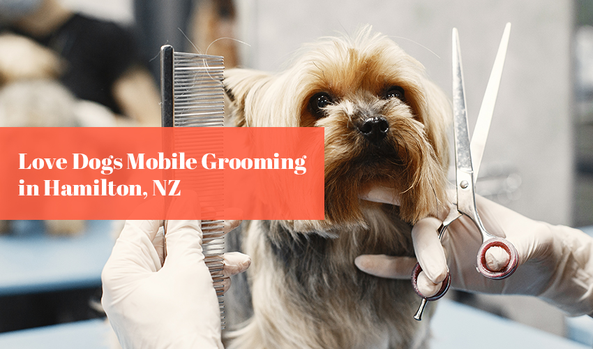 Love Dogs Mobile Grooming in Hamilton NZ