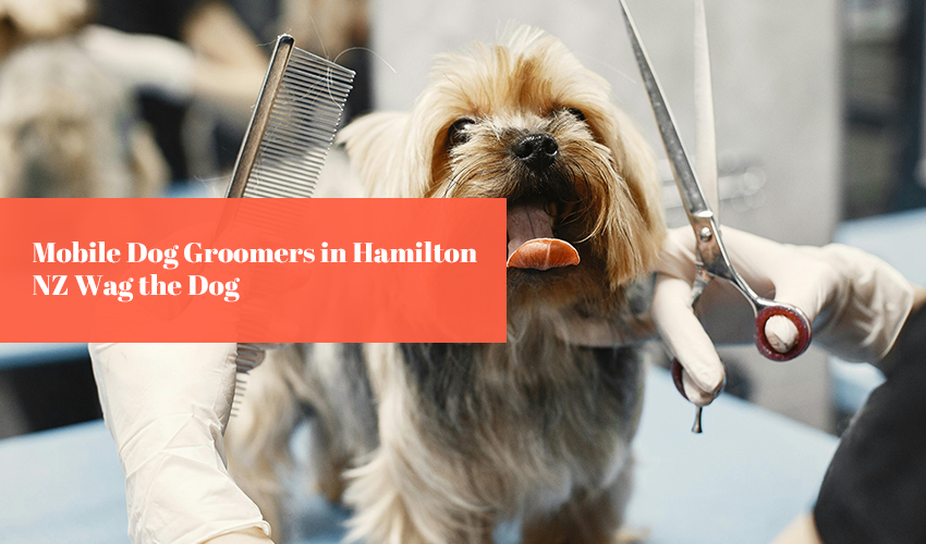 Mobile Dog Groomers in Hamilton NZ Wag the Dog