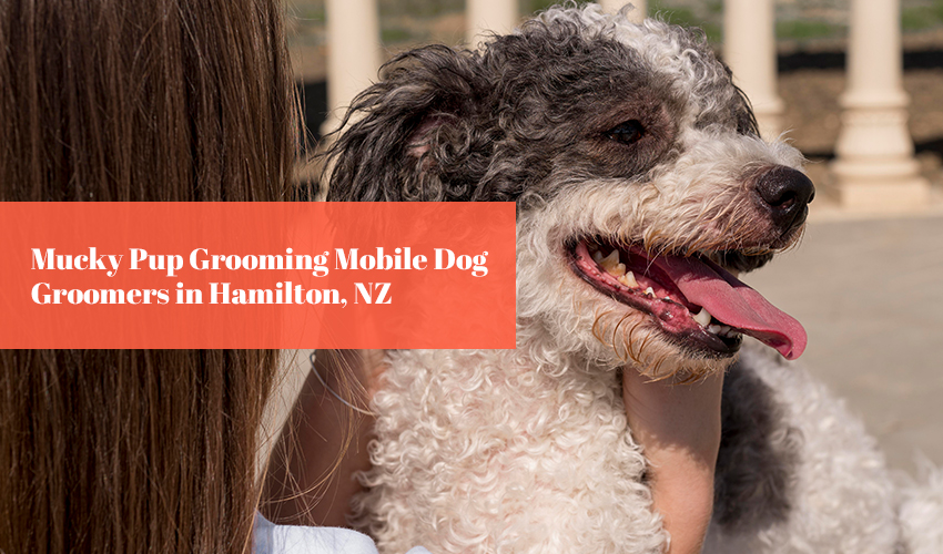 Mucky Pup Grooming Mobile Dog Groomers in Hamilton, NZ