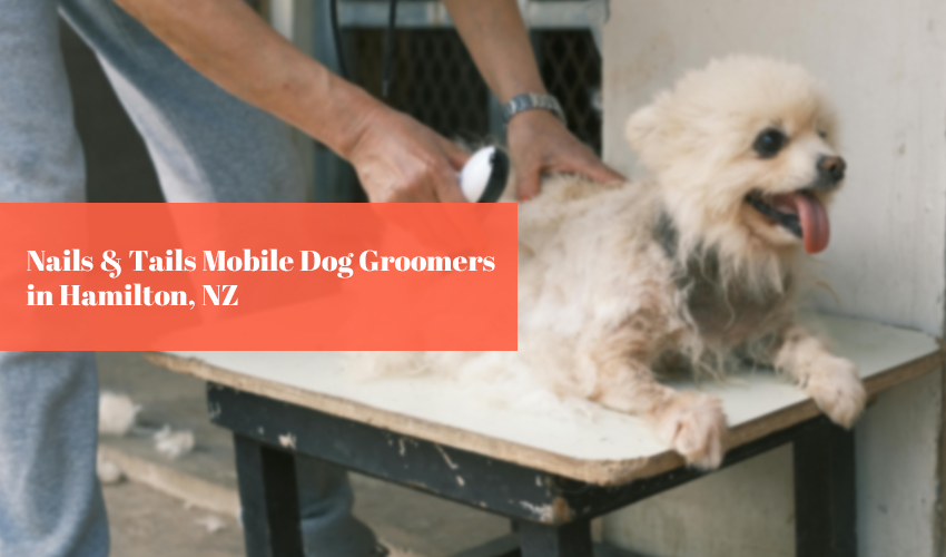 Nails & Tails Mobile Dog Groomers in Hamilton NZ