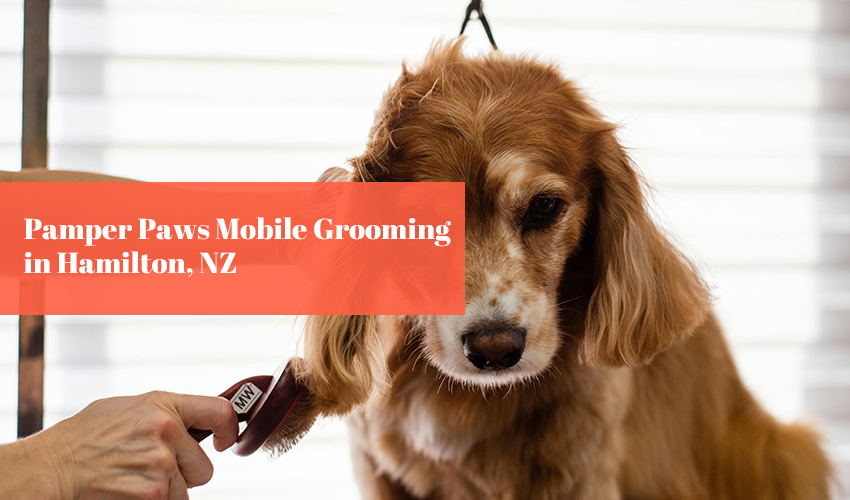 Pamper Paws Mobile Grooming in Hamilton NZ