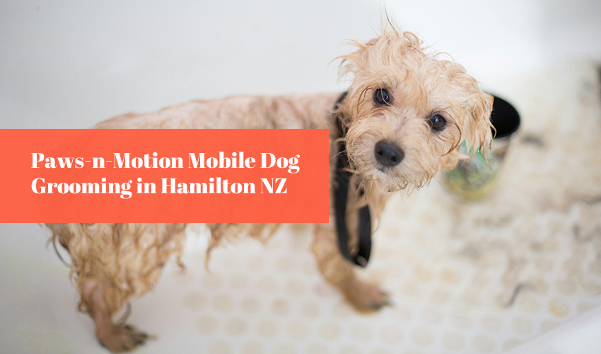 Paws-n-Motion Mobile Dog Grooming in Hamilton NZ