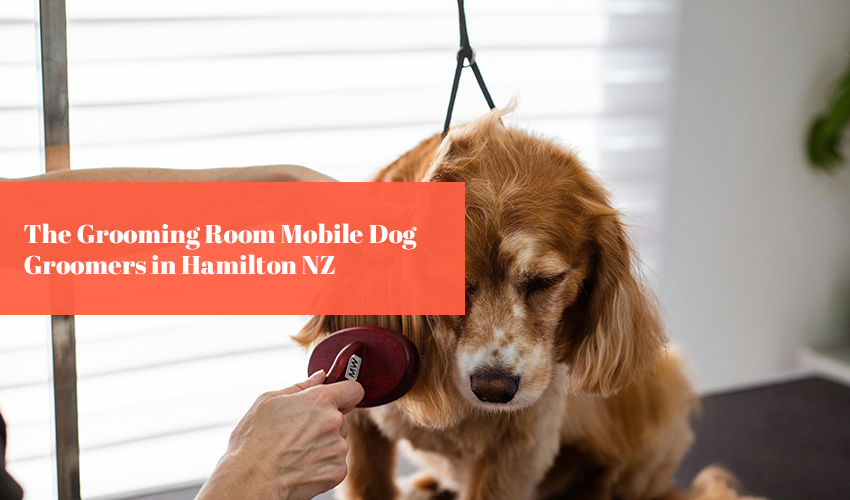 The Grooming Room Mobile Dog Groomers in Hamilton NZ