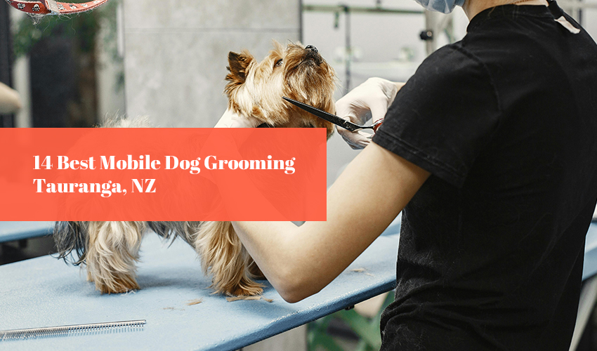 14 Best Mobile Dog Grooming Tauranga, NZ