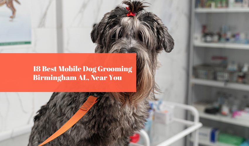 18 Best Mobile Dog Grooming Birmingham AL, Near You