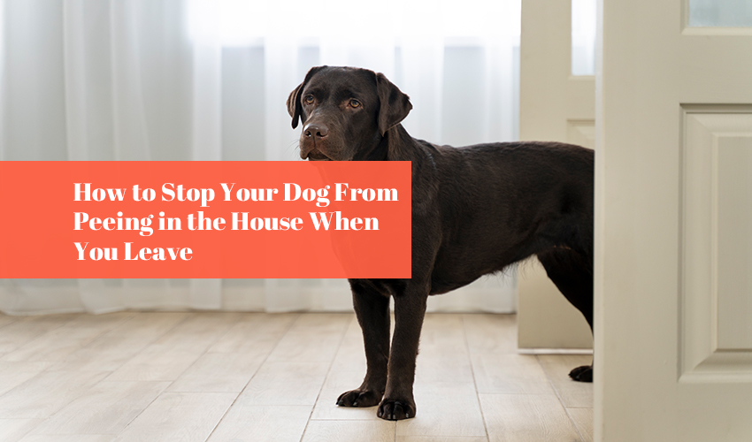 Best 6 Way How to Stop Your Dog From Peeing in the House When You Leave