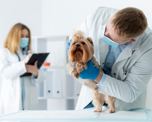 Cute dog during a consultation