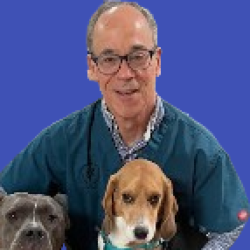 Dr Daniel Leiman Veterinarian