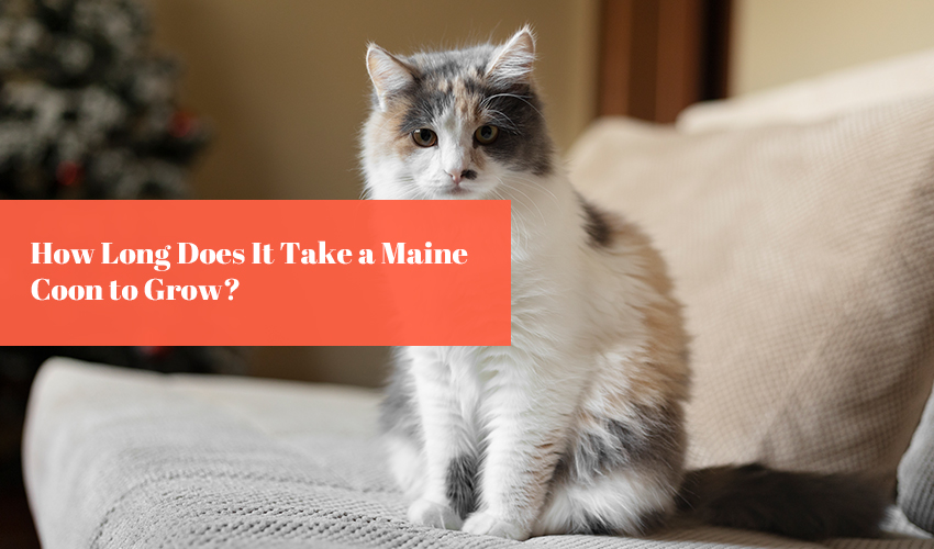 How Long Does It Take a Maine Coon to Grow?