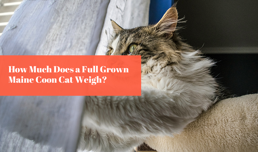 How Much Does a Full Grown Maine Coon Cat Weigh