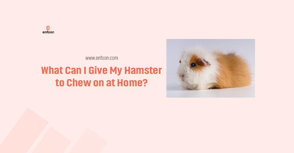 What Can I Give My Hamster to Chew on at Home