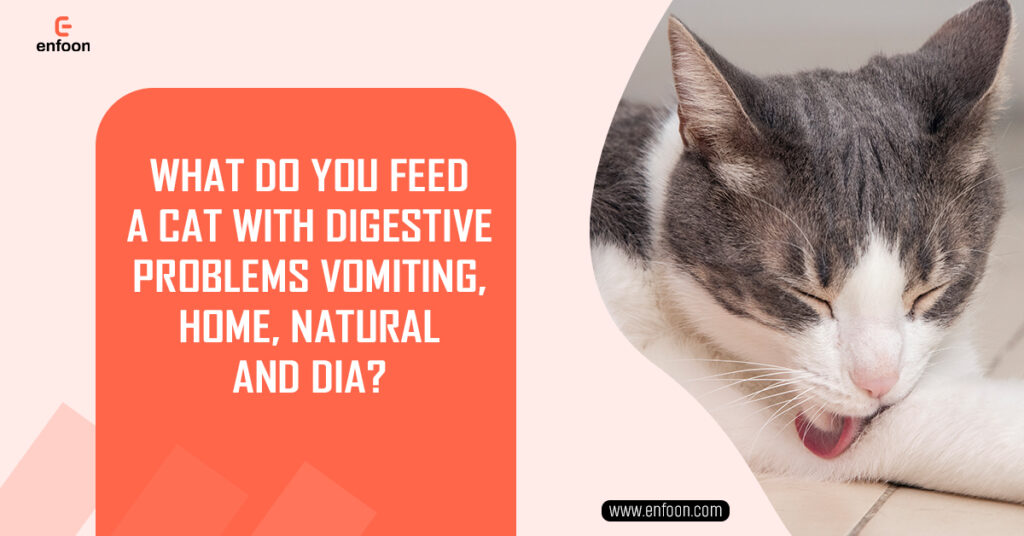 What Do You Feed a Cat With Digestive Problems Vomiting, Home, Natural and Dia