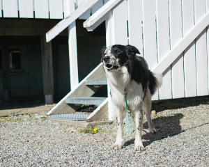 black and white dog standing in home outside