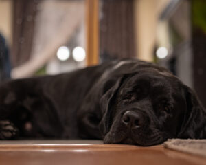 black labrador resting in the floor