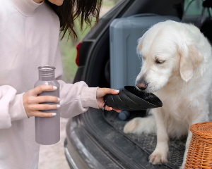 owner giving dog water