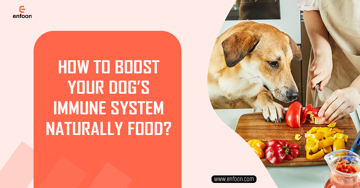 How to Boost Your Dog’s Immune System Naturally Food