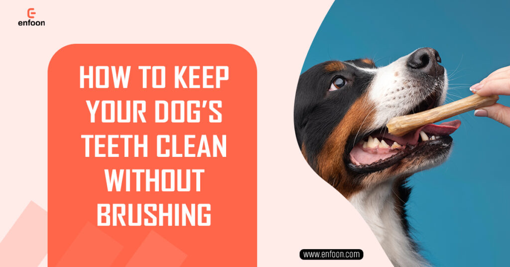 How to Keep Your Dog’s Teeth Clean Without Brushing