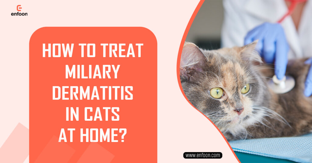 How to Treat Miliary Dermatitis in Cats at Home