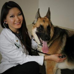 Dr Kristina Zhang Veterinarian