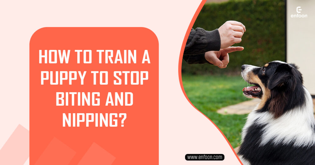 How to Train a Puppy to Stop Biting and Nipping