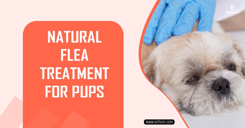 Natural Flea Treatment for Pups