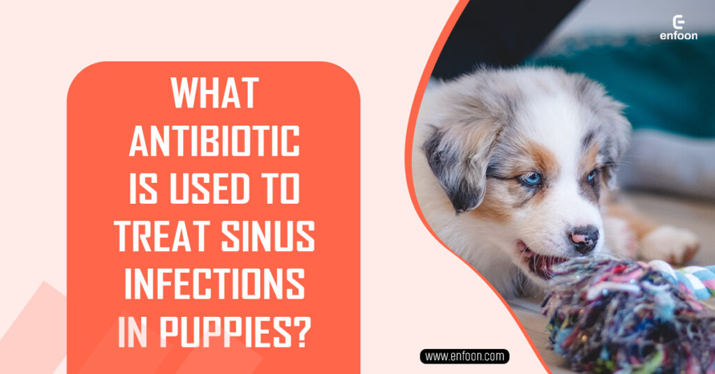 What Antibiotic is Used to Treat Sinus Infections in Puppies? A Guide for Pet Owners